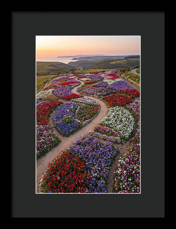 Anemone Garden Serenity