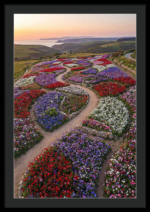 Anemone Garden Serenity