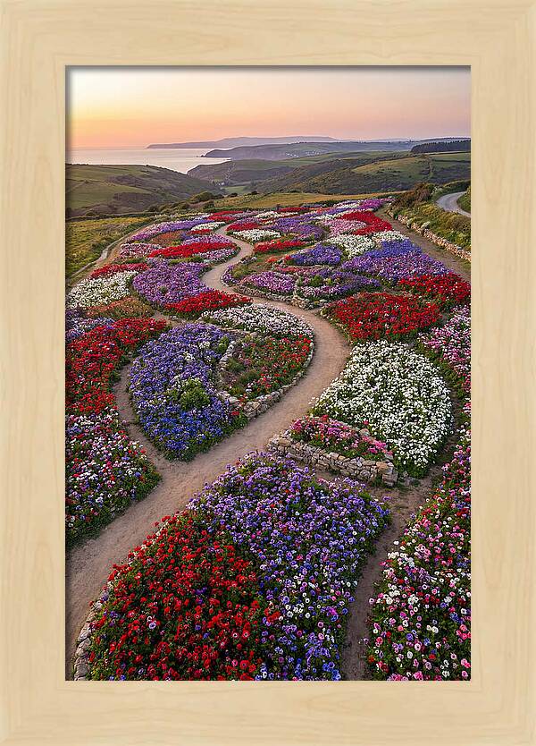 Anemone Garden Serenity