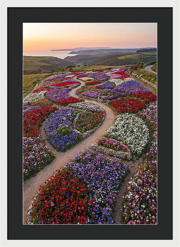 Anemone Garden Serenity