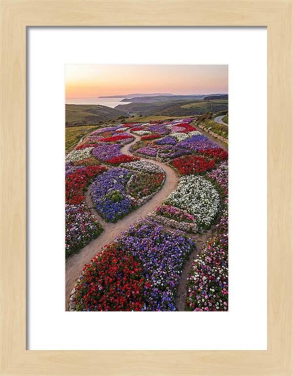 Anemone Garden Serenity