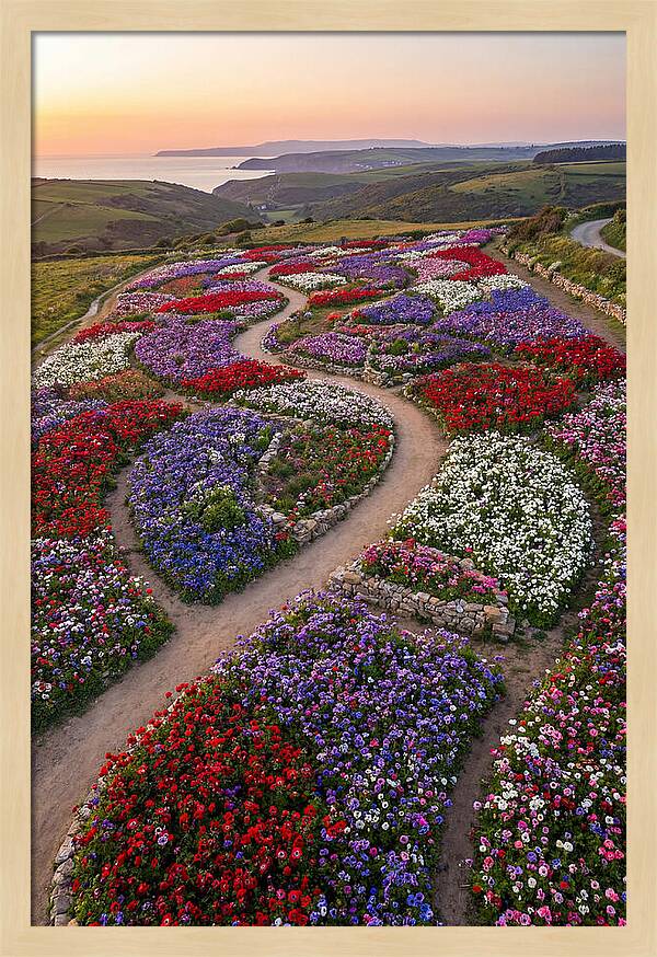 Anemone Garden Serenity
