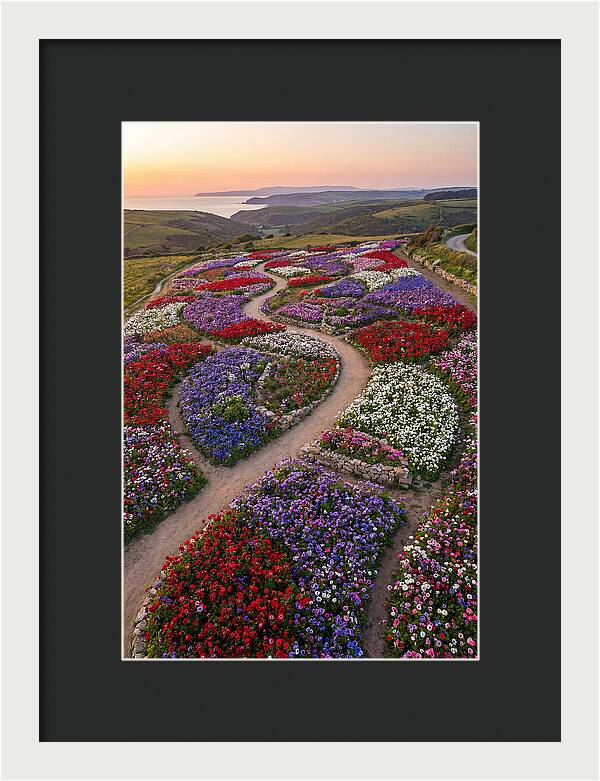 Anemone Garden Serenity