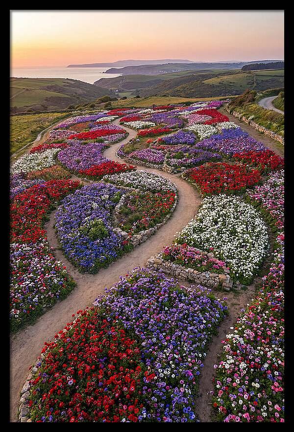 Anemone Garden Serenity