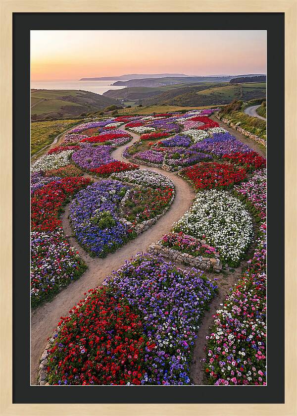 Anemone Garden Serenity