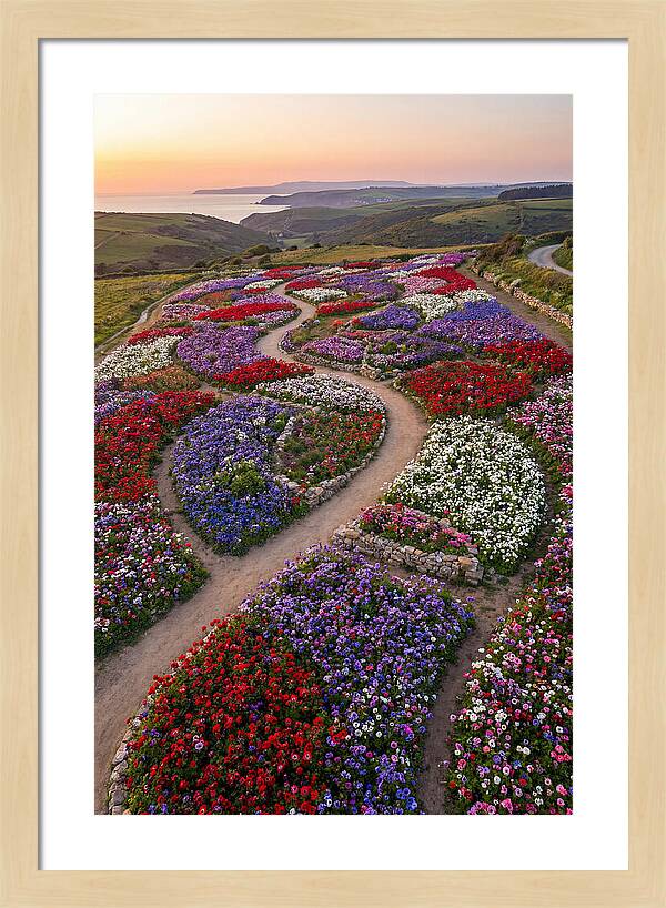 Anemone Garden Serenity