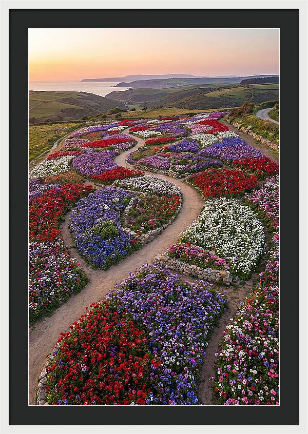 Anemone Garden Serenity