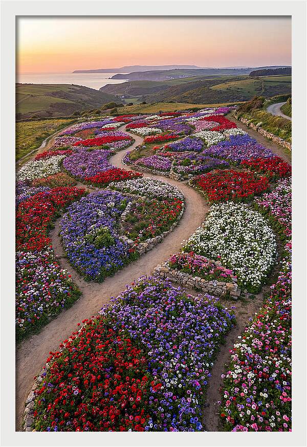 Anemone Garden Serenity