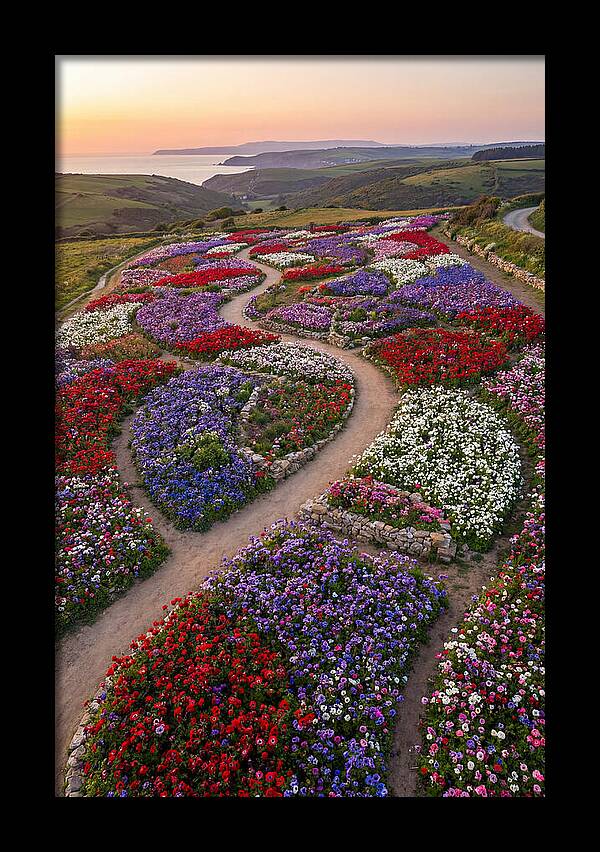 Anemone Garden Serenity