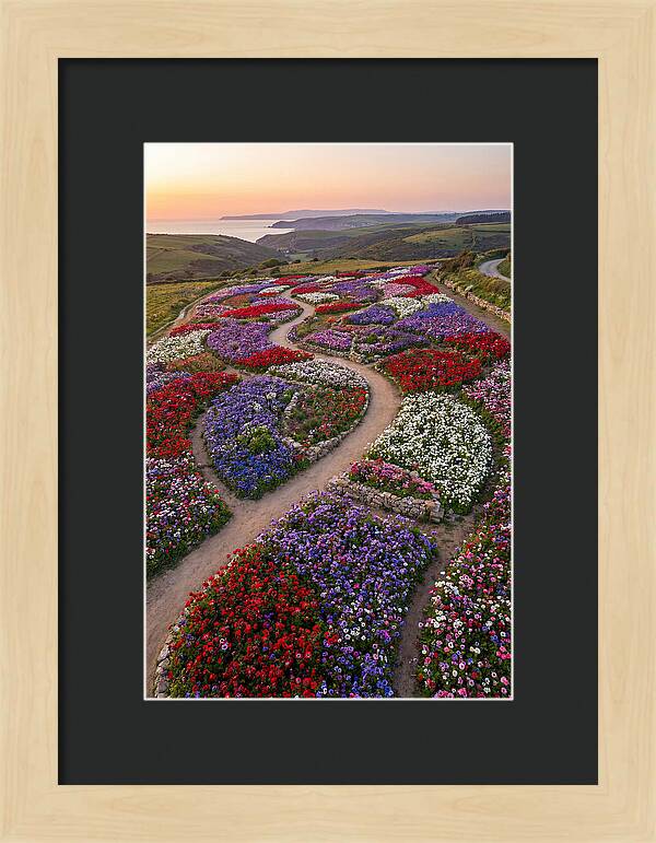 Anemone Garden Serenity