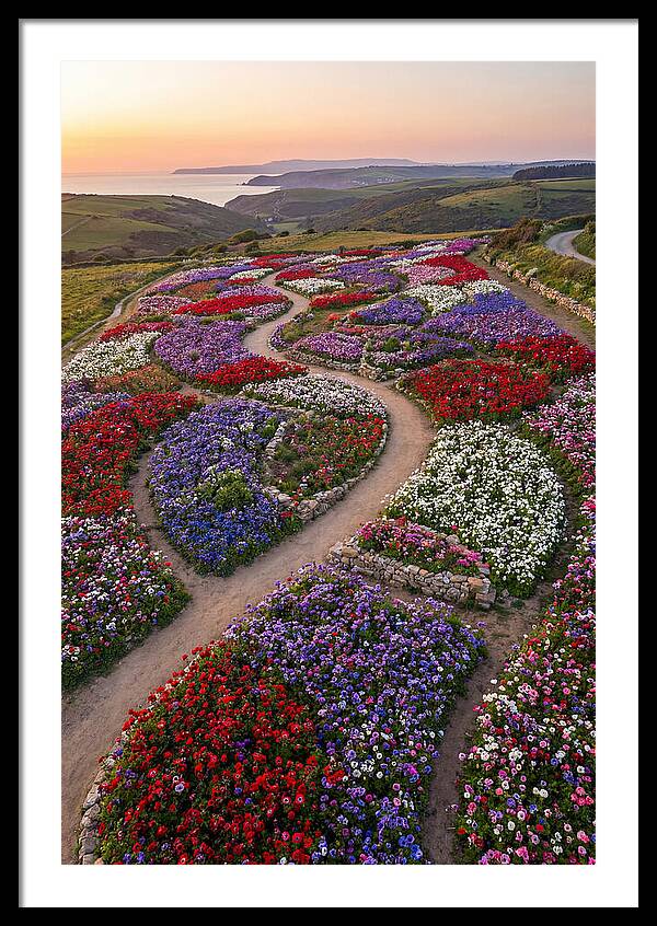 Anemone Garden Serenity