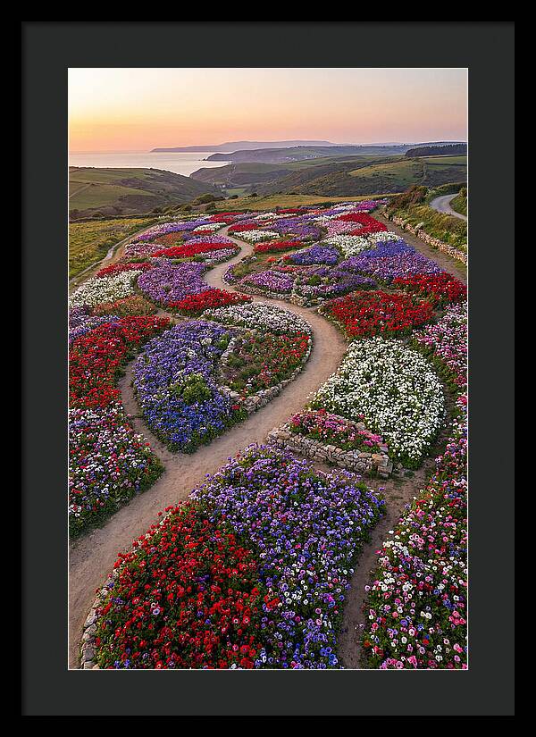 Anemone Garden Serenity