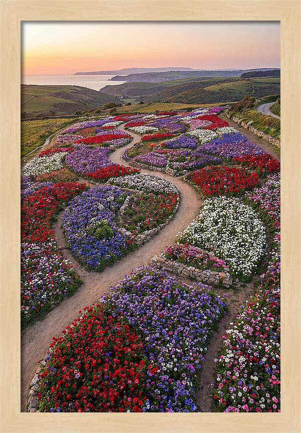 Anemone Garden Serenity