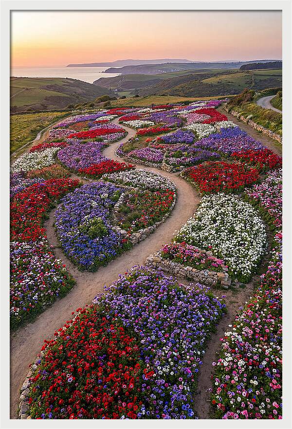 Anemone Garden Serenity