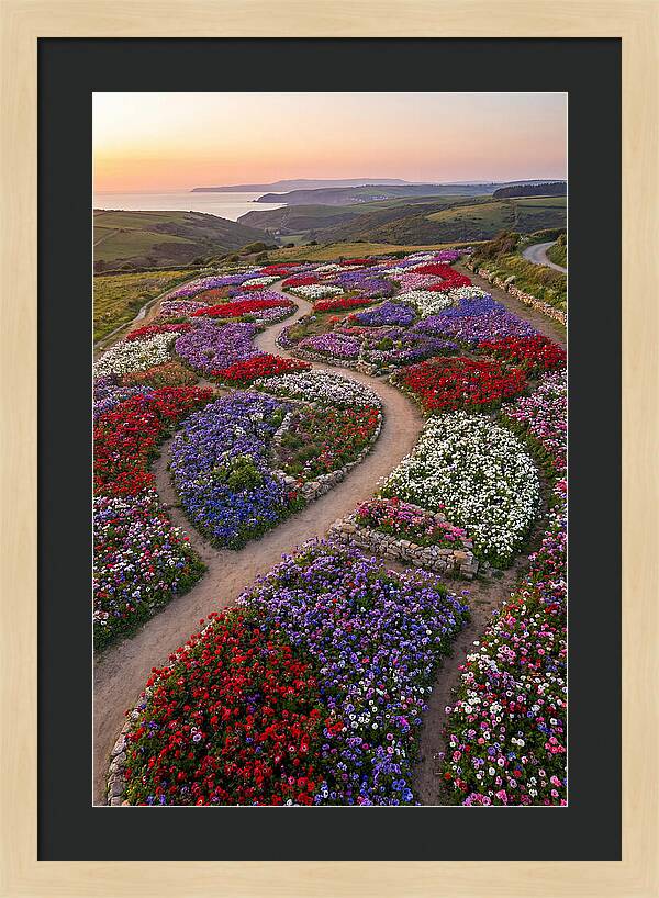 Anemone Garden Serenity