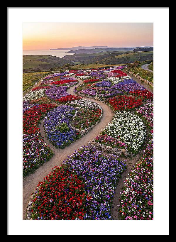 Anemone Garden Serenity