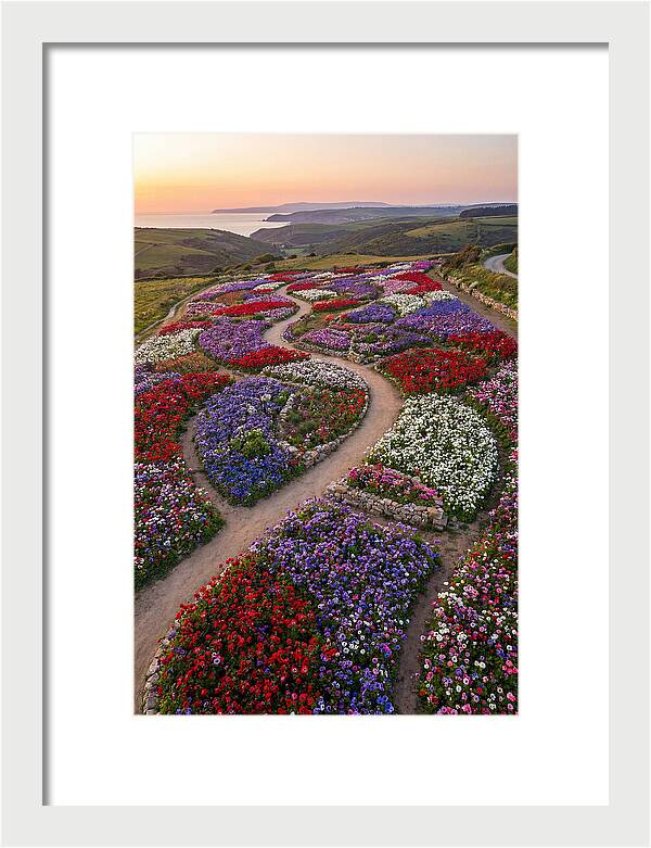 Anemone Garden Serenity