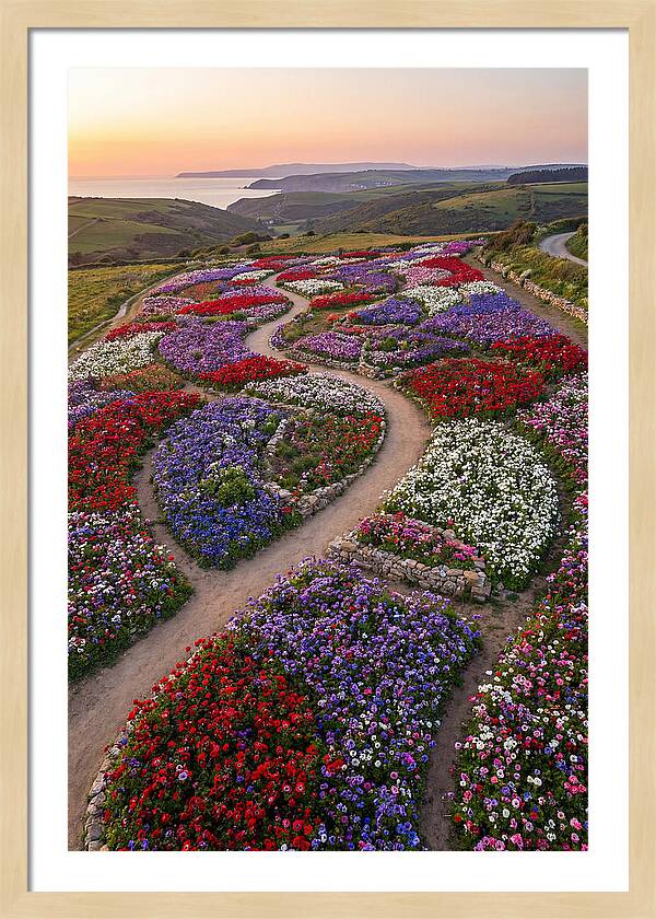 Anemone Garden Serenity