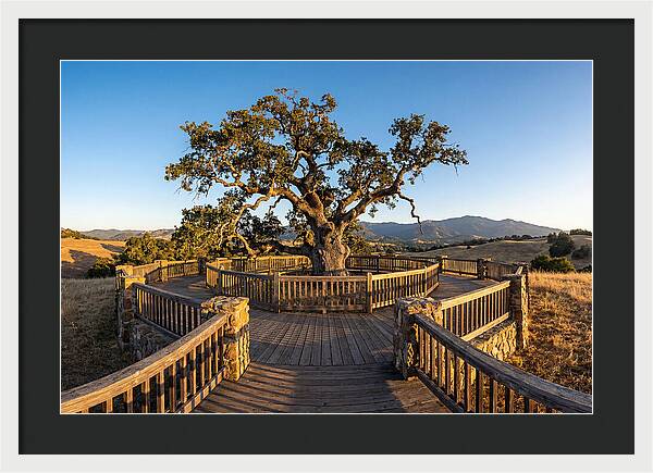 Angel Oak Overlook