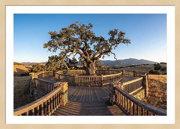 Angel Oak Overlook