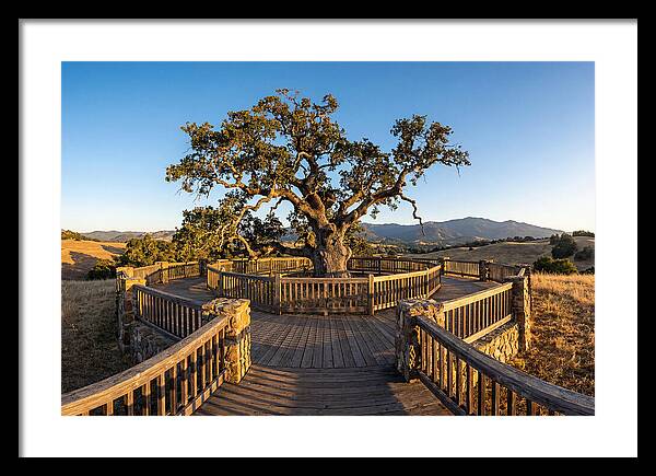Angel Oak Overlook