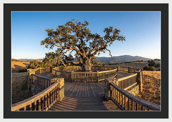 Angel Oak Overlook