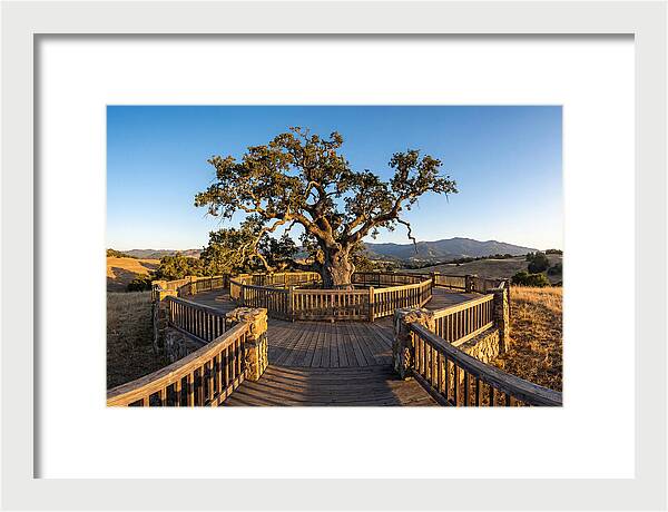 Angel Oak Overlook