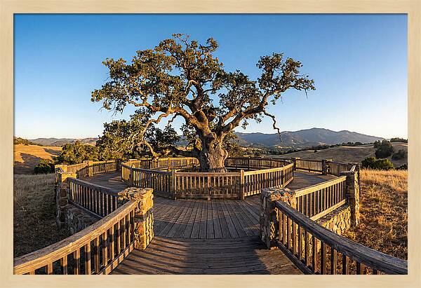 Angel Oak Overlook
