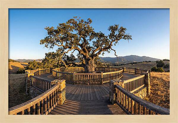 Angel Oak Overlook