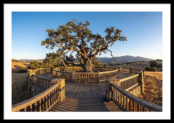 Angel Oak Overlook