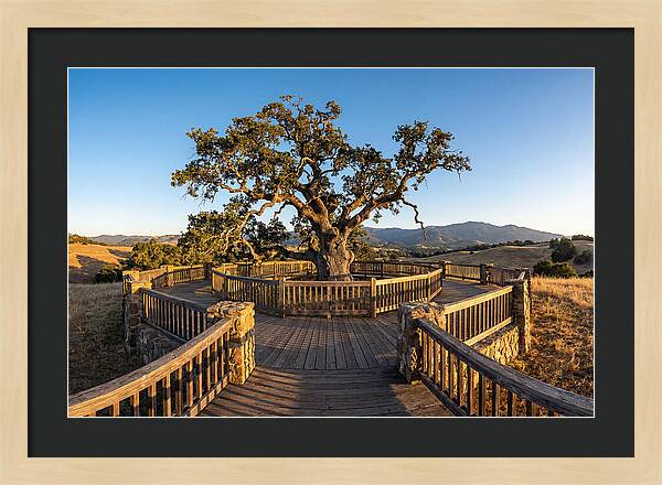 Angel Oak Overlook