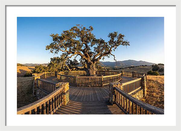 Angel Oak Overlook
