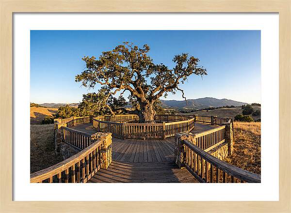 Angel Oak Overlook