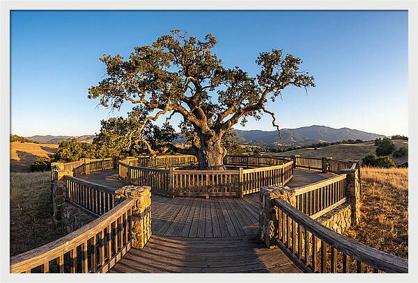 Angel Oak Overlook