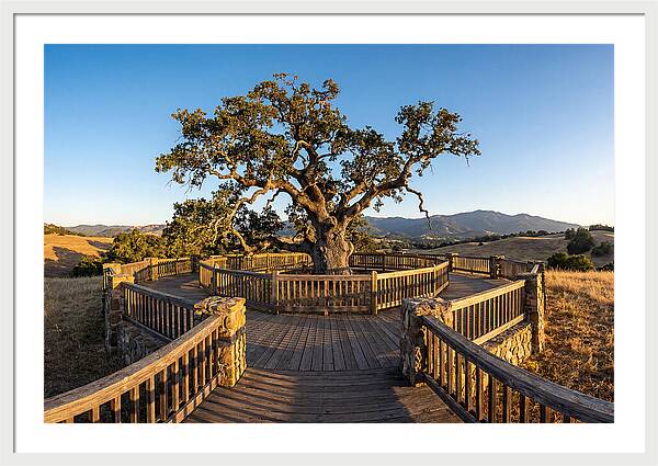 Angel Oak Overlook