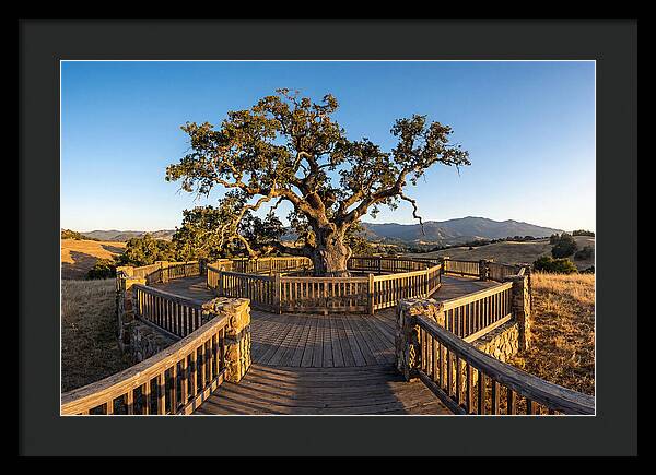 Angel Oak Overlook