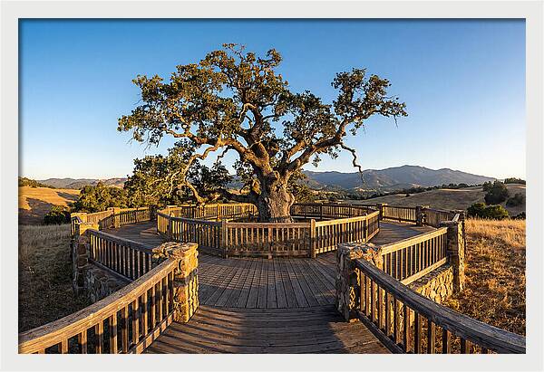 Angel Oak Overlook
