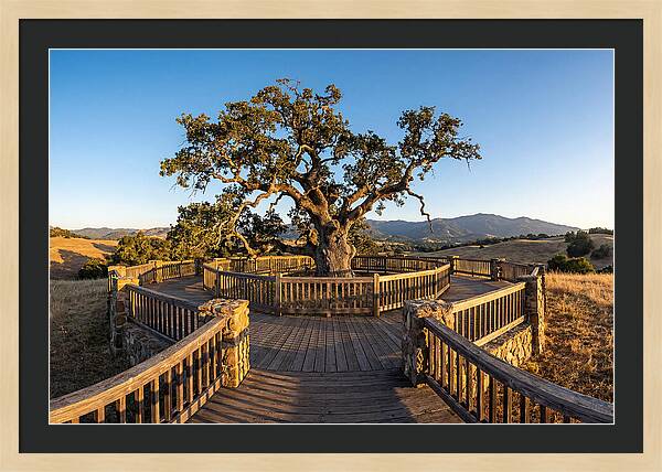 Angel Oak Overlook