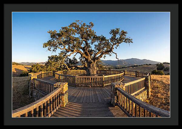 Angel Oak Overlook