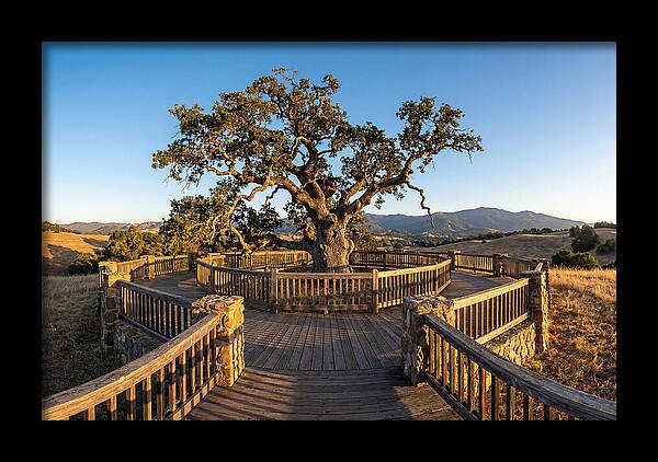 Angel Oak Overlook