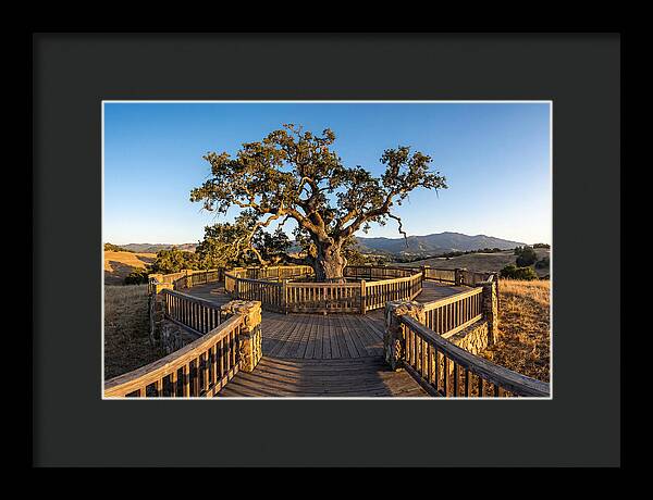 Angel Oak Overlook