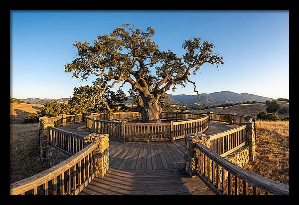 Angel Oak Overlook