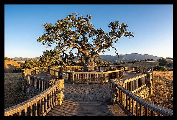 Angel Oak Overlook