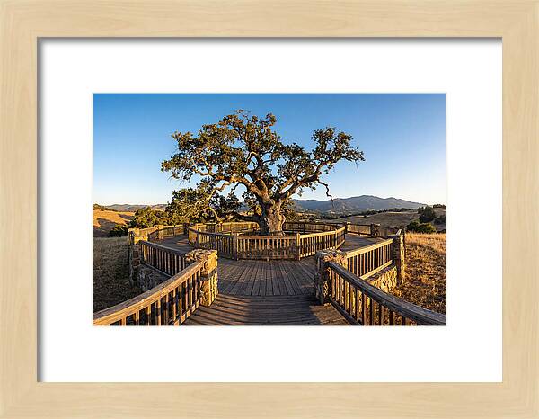 Angel Oak Overlook