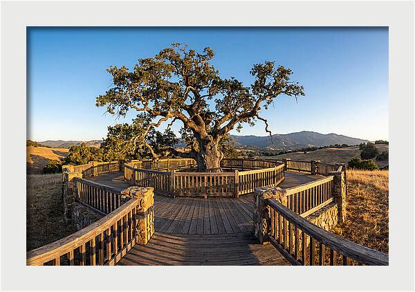 Angel Oak Overlook