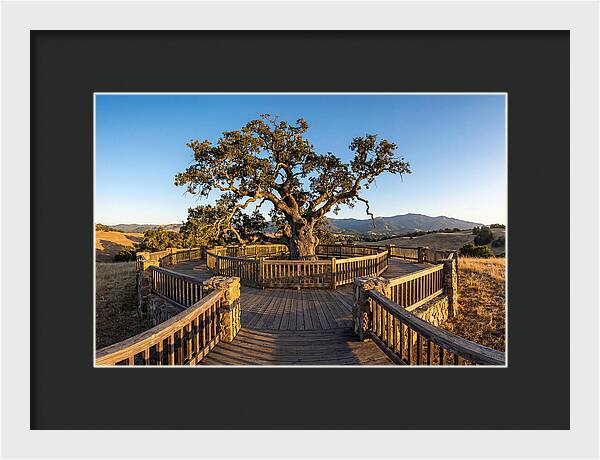 Angel Oak Overlook