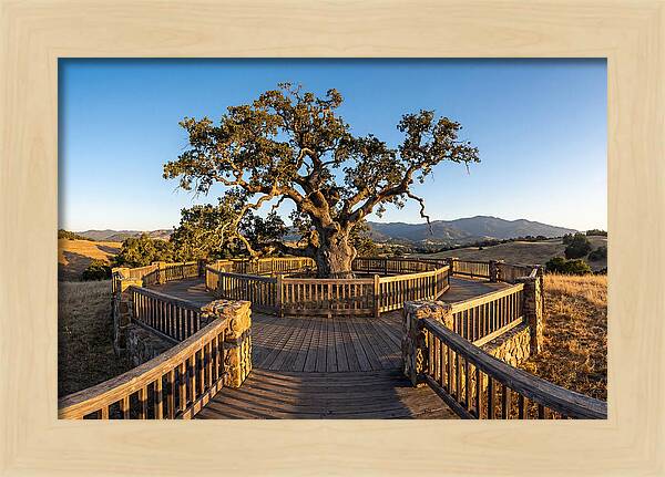 Angel Oak Overlook