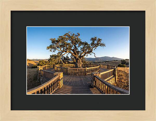 Angel Oak Overlook
