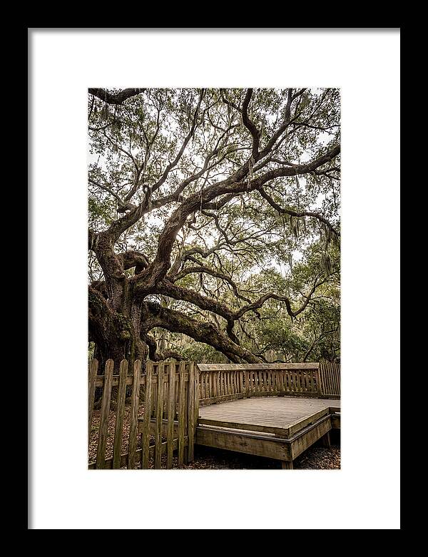Angel Oak Serenity