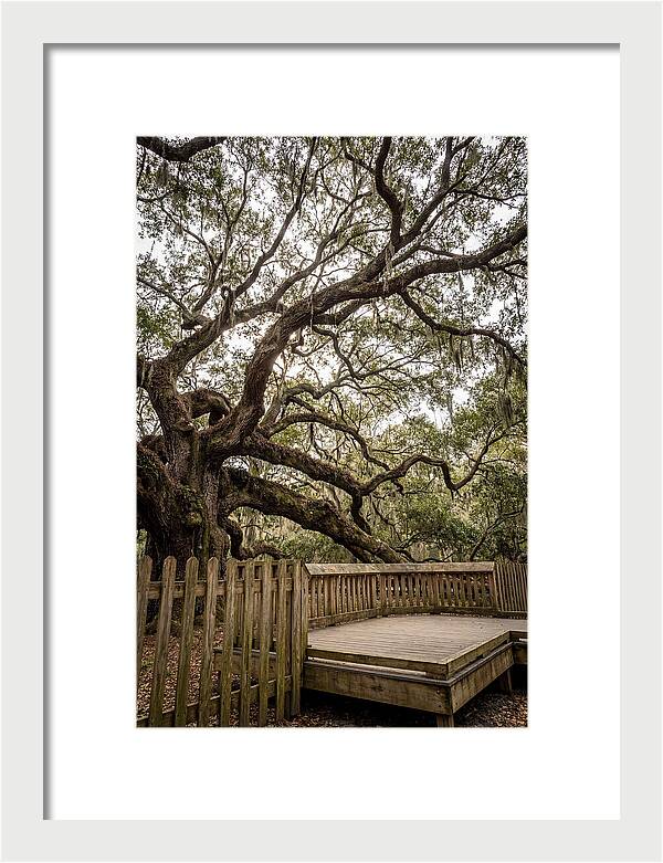 Angel Oak Serenity